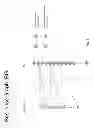Fig. 04 - TREATMENTS FOR CELLULAR PROLIFERATIVE DISORDERS AND IDENTIFICATION THEREOF