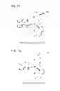 Fig. 09 - Metalloinsertor complexes targeted to DNA mismatches