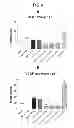 Fig. 07 - Use of Levocabastine for Modulating Generation of Pro-Inflammatory Cytokines