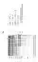 Fig. 07 - Fibrinogen-producing transgenic silkworm