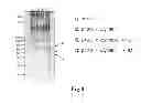 Fig. 08 - Fibrinogen-producing transgenic silkworm