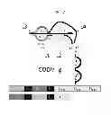Fig. 03 - Dual Variable Region Antibody-Like Binding Proteins Having Cross-Over Binding Region Orientation