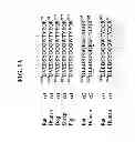 Fig. 02 - Method of producing a positive inotropic effect using an antibody that binds sodium potassium atpase