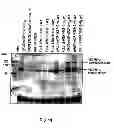 Fig. 20 - Pharmaceutical compositions comprising a VEGF-D polypeptide