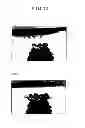 Fig. 11 - Absorbent article and production method thereof