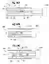Fig. 31 - Rapid exchange IOL insertion apparatus and methods of using