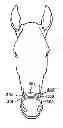 Fig. 01 - Nasal support device and method