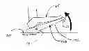 Fig. 01 - Foot actuated percussion board
