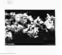 Fig. 02 - Composite pigments comprising titanium dioxide and carbonate and method for producing