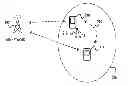 Fig. 01 - Apparatus and method for peer discovery