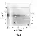 Fig. 06 - Determination of spatial proximity between features of interest in biological tissue