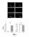 Fig. 02 - Methods, compositions and kits for modulating trans-differentiation of muscle satellite cells