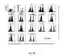Fig. 02 - Method of Enhancing Hematopoietic Cell Transplantation