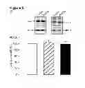 Fig. 06 - Methods for treating and/or limiting development of diabetes