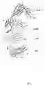 Fig. 08 - ST2 antigen binding proteins