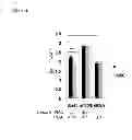 Fig. 69 - Methods for Modulation of Autophagy Through the Modulation of Autophagy-Enhancing Gene Products