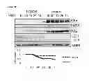 Fig. 79 - Methods for Modulation of Autophagy Through the Modulation of Autophagy-Enhancing Gene Products