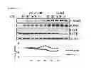 Fig. 83 - Methods for Modulation of Autophagy Through the Modulation of Autophagy-Enhancing Gene Products
