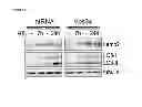 Fig. 96 - Methods for Modulation of Autophagy Through the Modulation of Autophagy-Enhancing Gene Products