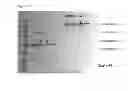 Fig. 35 - antibodies