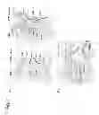 Fig. 08 - Anti-DR5 antibodies, polynucleotides and methods