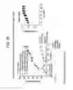 Fig. 28 - ANTI-MESOTHELIN BINDING PROTEINS