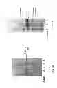 Fig. 02 - Purification of virus like particles