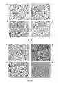 Fig. 07 - METHOD FOR PRODUCING VIRUS-LIKE PARTICLE BY USING DROSOPHILA CELL AND APPLICATIONS THEREOF