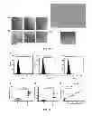 Fig. 09 - METHOD FOR PRODUCING VIRUS-LIKE PARTICLE BY USING DROSOPHILA CELL AND APPLICATIONS THEREOF