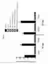 Fig. 09 - Antigenic chimeric tick-borne encephalitis virus/dengue virus type 4 recombinant viruses