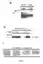 Fig. 02 - Methods and compositions for inhibiting diseases of the central nervous system
