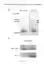 Fig. 07 - Methods and compositions for inhibiting diseases of the central nervous system