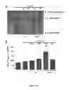 Fig. 31 - Methods and compositions for inhibiting diseases of the central nervous system