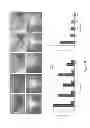Fig. 92 - Methods and compositions for inhibiting diseases of the central nervous system