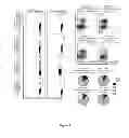 Fig. 10 - Antigens and epitopes derived from 