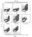 Fig. 11 - Pharmaceutical composition consisting of RNA having alkali metal as counter ion and formulated with dications