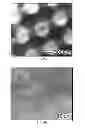 Fig. 19 - NANOFIBER SCAFFOLDS AND METHODS FOR REPAIRING SKIN DAMAGE