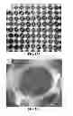 Fig. 29 - NANOFIBER SCAFFOLDS AND METHODS FOR REPAIRING SKIN DAMAGE