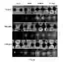 Fig. 31 - NANOFIBER SCAFFOLDS AND METHODS FOR REPAIRING SKIN DAMAGE