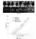 Fig. 33 - NANOFIBER SCAFFOLDS AND METHODS FOR REPAIRING SKIN DAMAGE