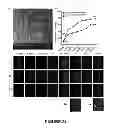 Fig. 25 - Compositions and methods for treating and preventing porcine reproductive and respiratory syndrome