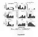 Fig. 28 - Compositions and methods for treating and preventing porcine reproductive and respiratory syndrome