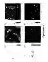 Fig. 05 - Functionalized copolymers of isoolefins and diolefins and their use as compatibilizers