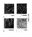 Fig. 09 - Functionalized copolymers of isoolefins and diolefins and their use as compatibilizers