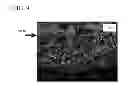 Fig. 08 - CORROSION-RESISTANT BRICK AND METHOD FOR MANUFACTURING SAME
