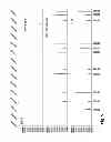 Fig. 06 - QUALITY DETERMINATION OF STEM CELLS