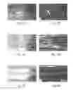 Fig. 04 - Engineered cell growth on polymeric films and biotechnological application thereof