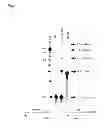 Fig. 02 - Use of template switching for DNA synthesis