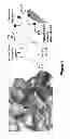 Fig. 02 - Thioxothiazolidine inhibitors