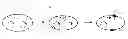 Fig. 01 - DinQ-sRNA type I toxin-antitoxin system for plasmid maintenance